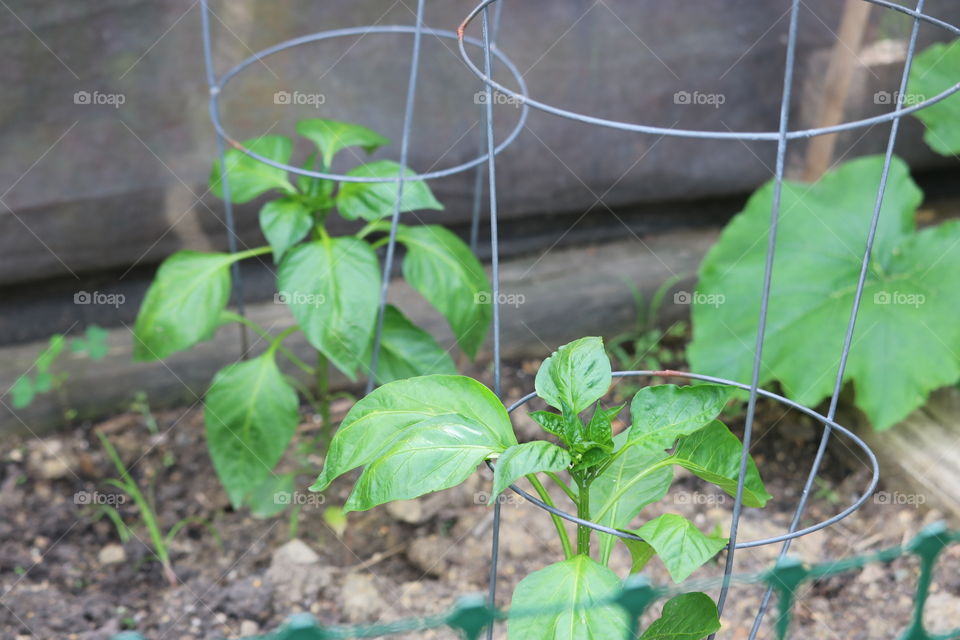 Pepper plants