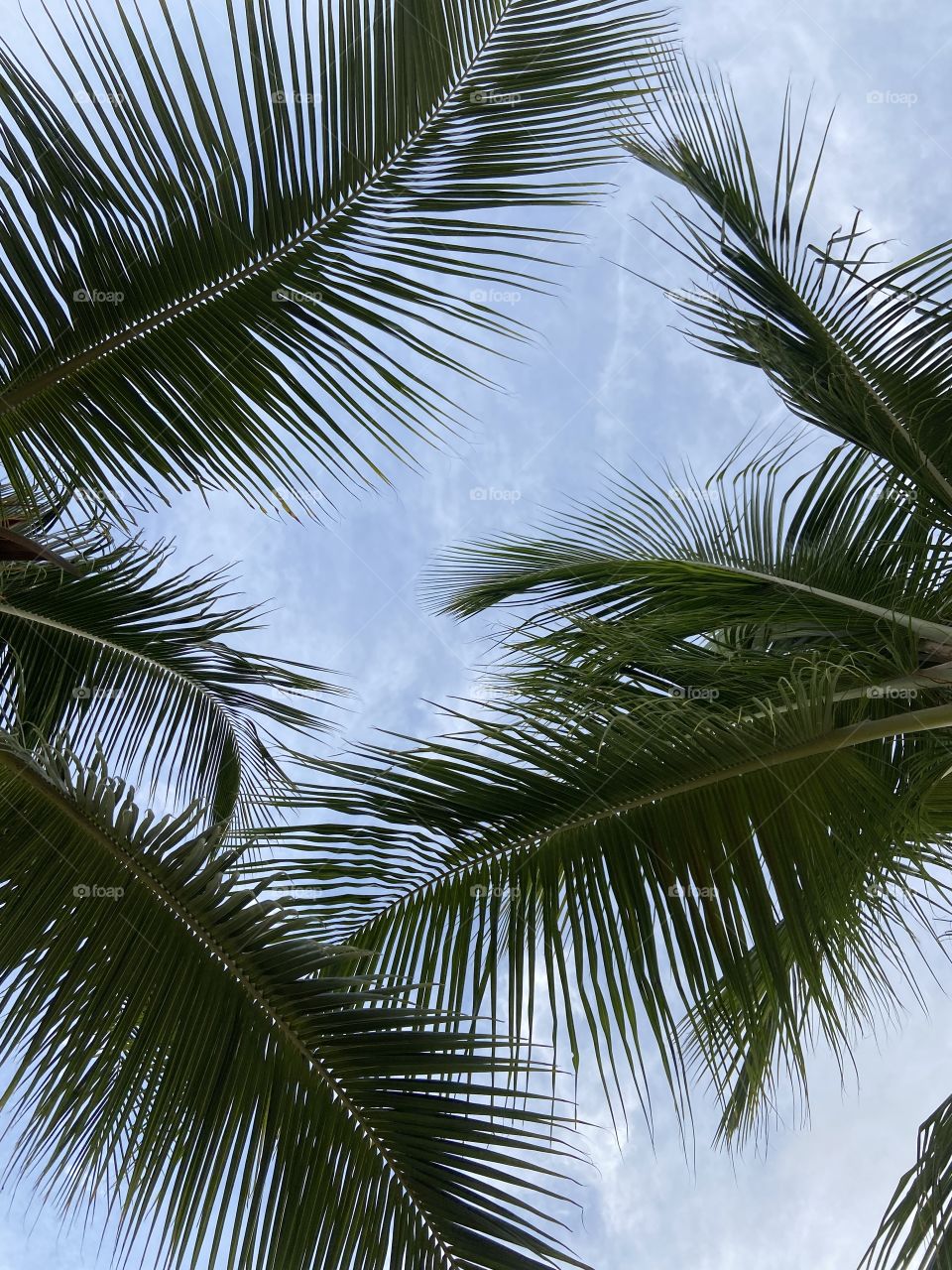 Sky palm trees