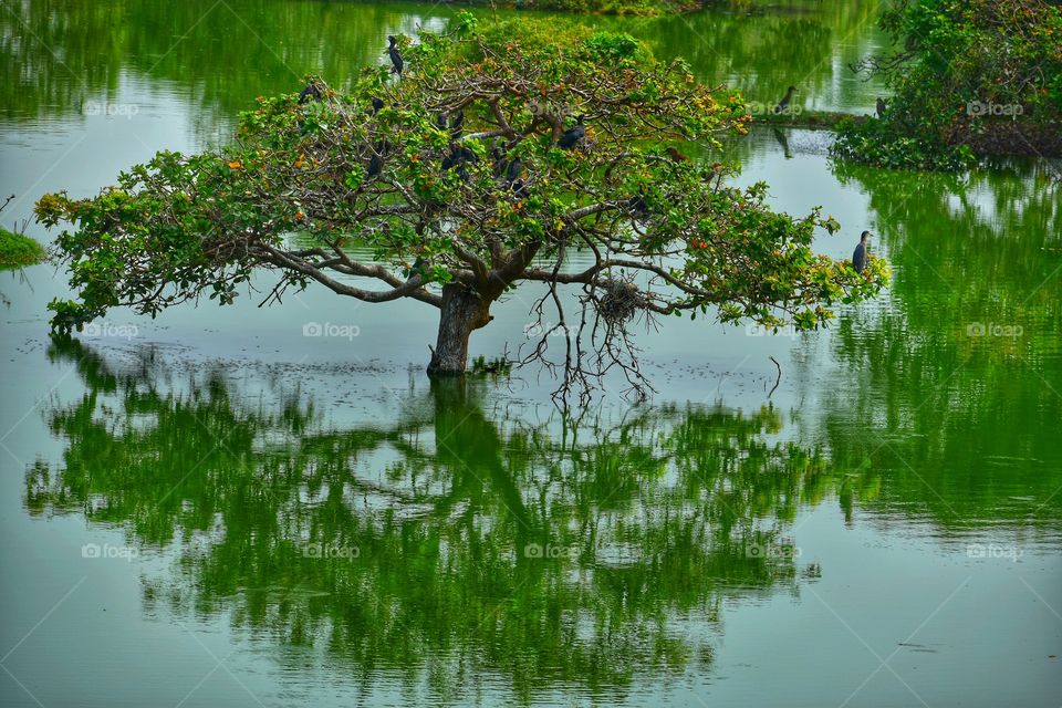 Tree and it's reflection on water