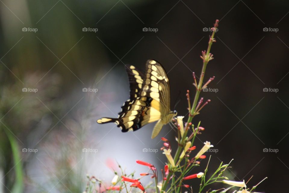 Gorgeous butterfly