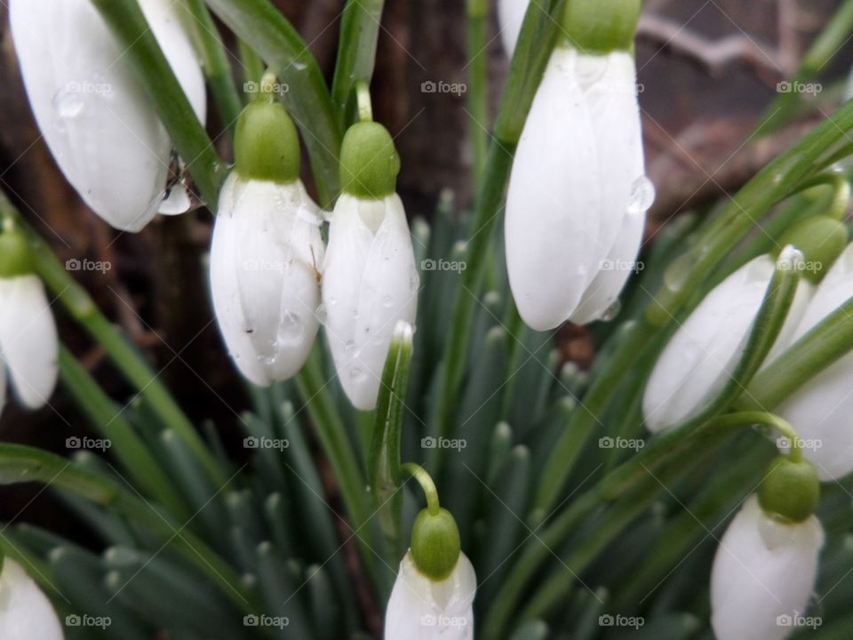 Snowdrops