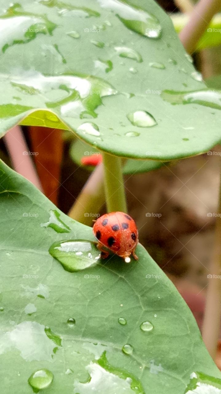 Ladybird