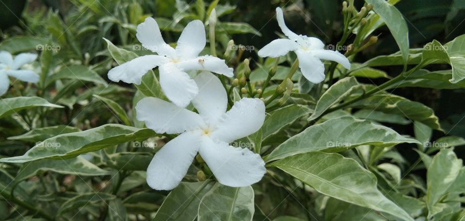 Tabernaemontana divaricata, Mondokaki; tropical flora. Other names: wari flower, nyingin flower, butter flower, milk flower, manila flower, susong flower.