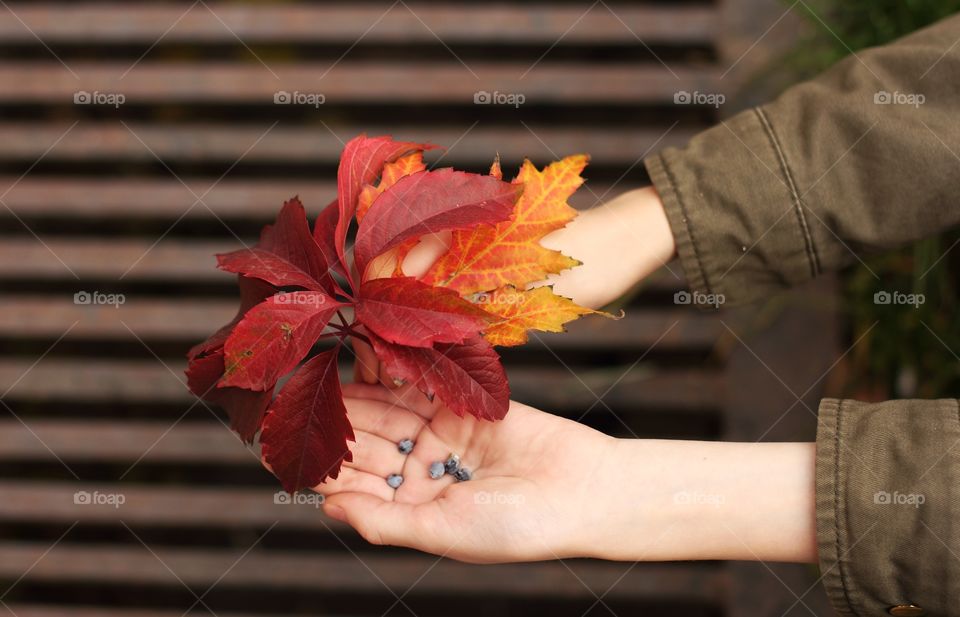Red leaves and berries of wild grapes and yellow maple leaves  in children's hands in autumn