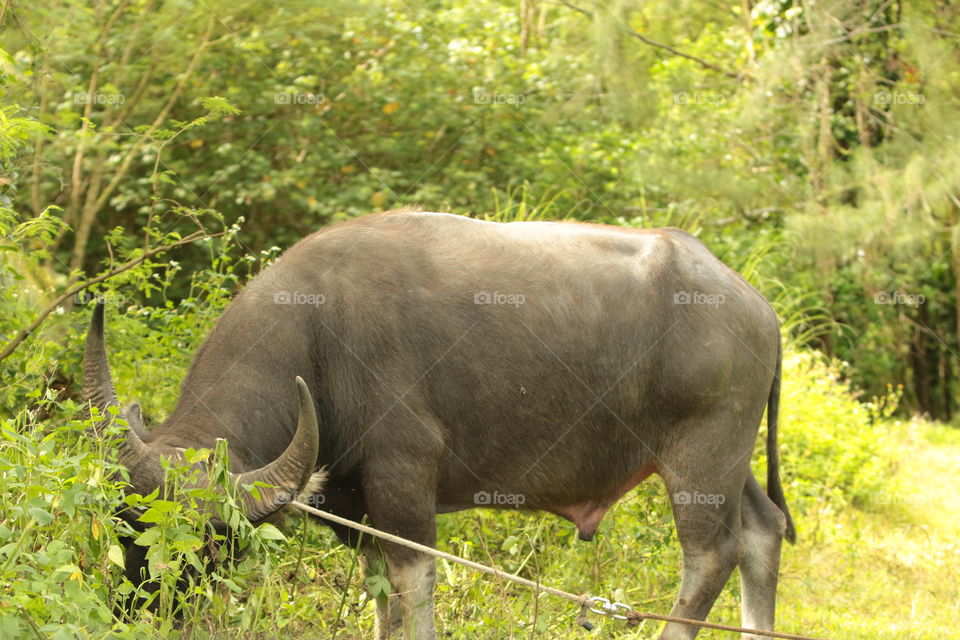 Carabao 