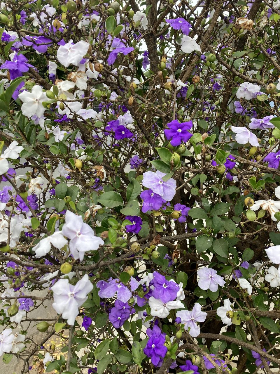 🌹 🇺🇸 Very beautiful flowers to brighten our day.  Live nature and its beauty. Did you like the delicate petals? / 🇧🇷 Flores muito bonitas para alegrar nosso dia. Viva a natureza e sua beleza. Gostaram das pétalas delicadas?