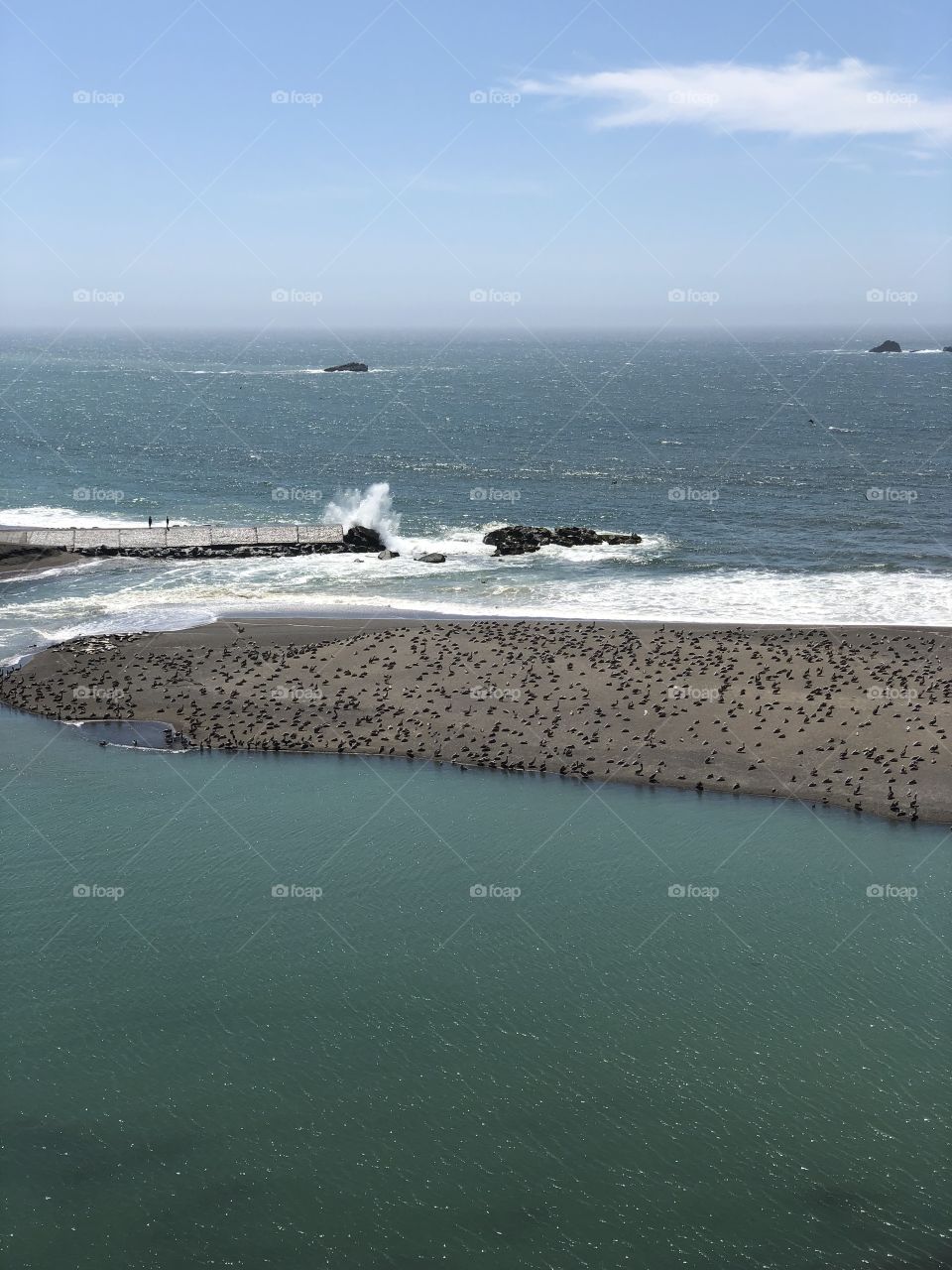 Birds, Surf and Sand