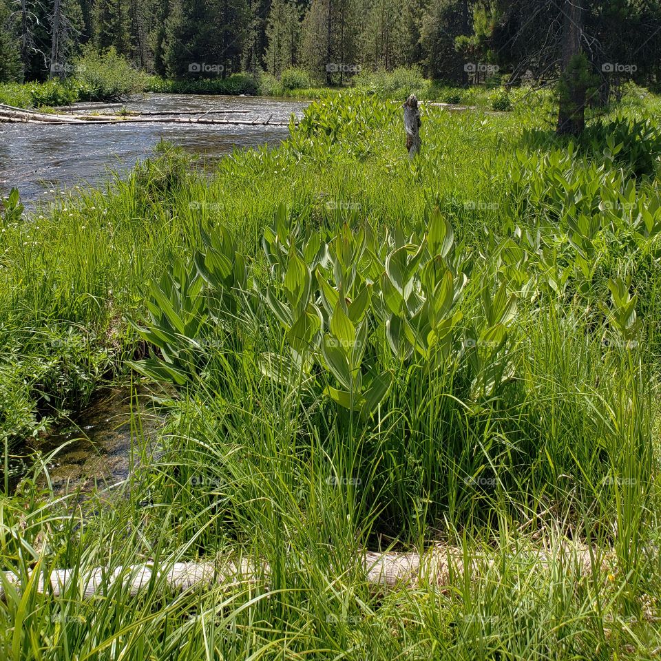 Thick green leafed lily plants along the lush green banks of the Deschutes River running through the forests of Central Oregon on a sunny summer day.