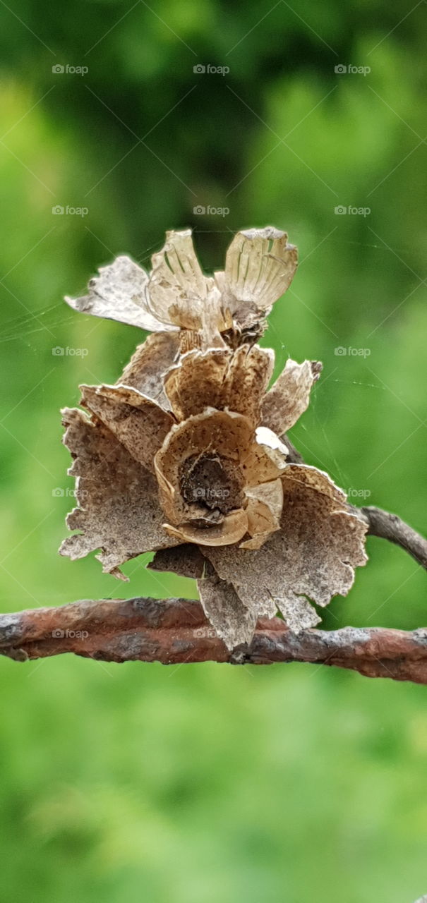dried flower