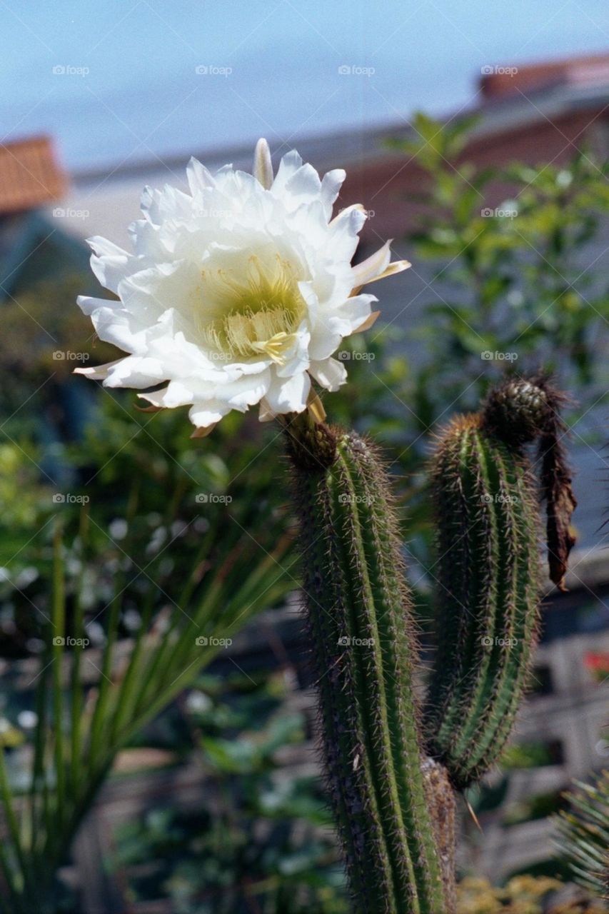 Cactus bloom in California