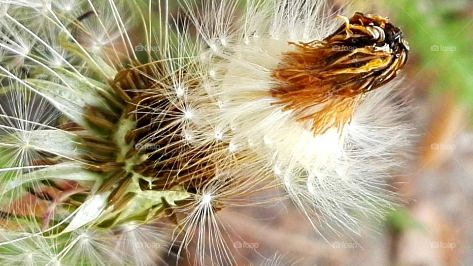 bloated dandelion macro