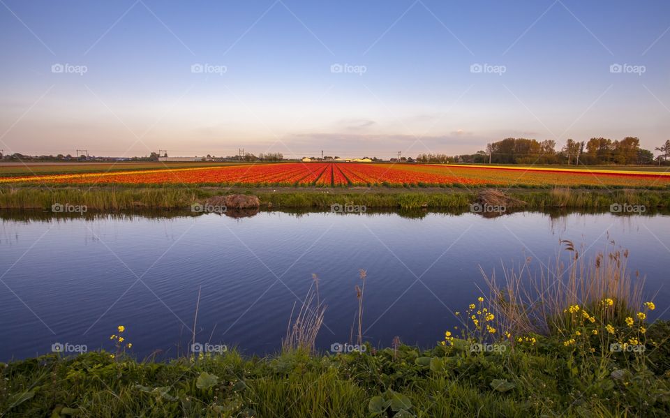 Netherlands Tulips Fields 