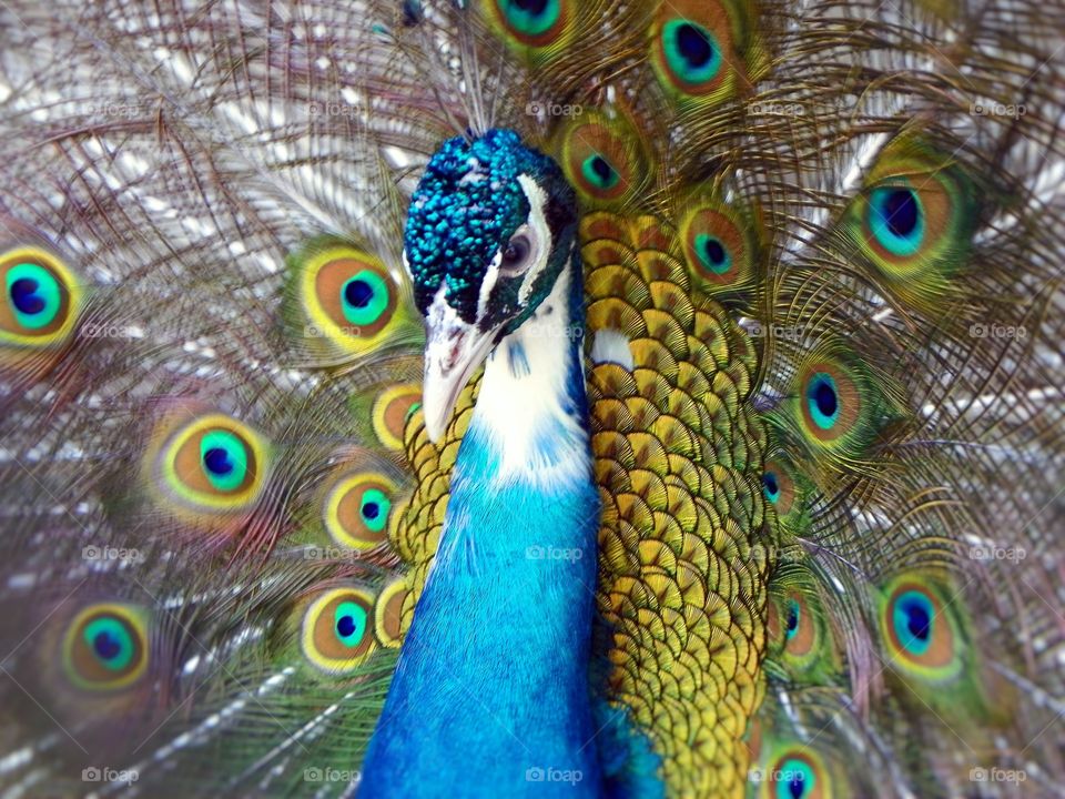 peacock