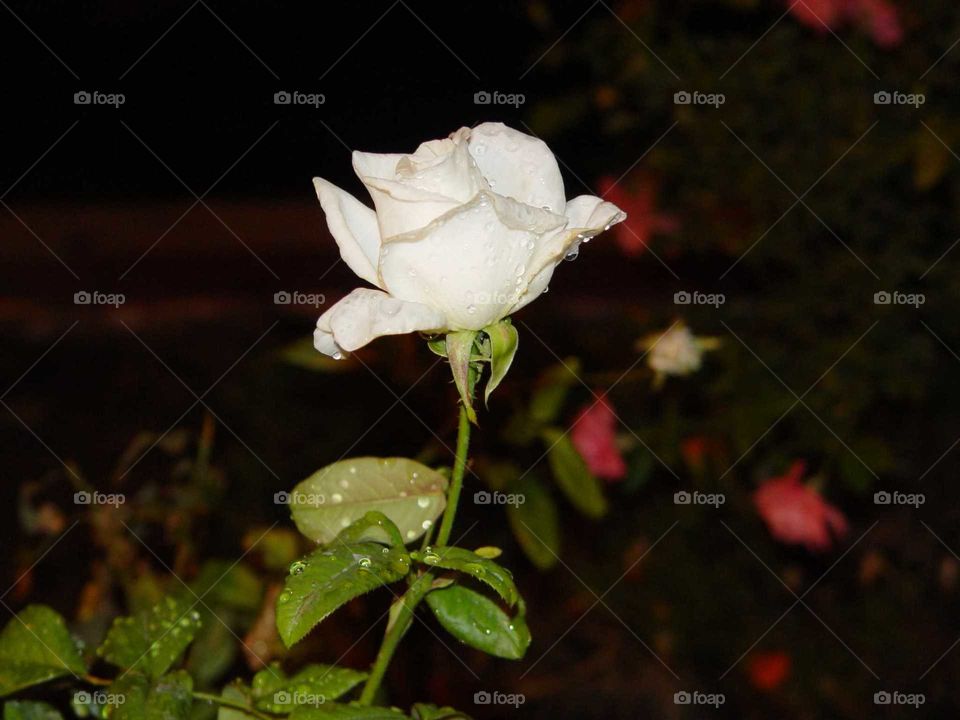 beautiful white rose at night with raindrops