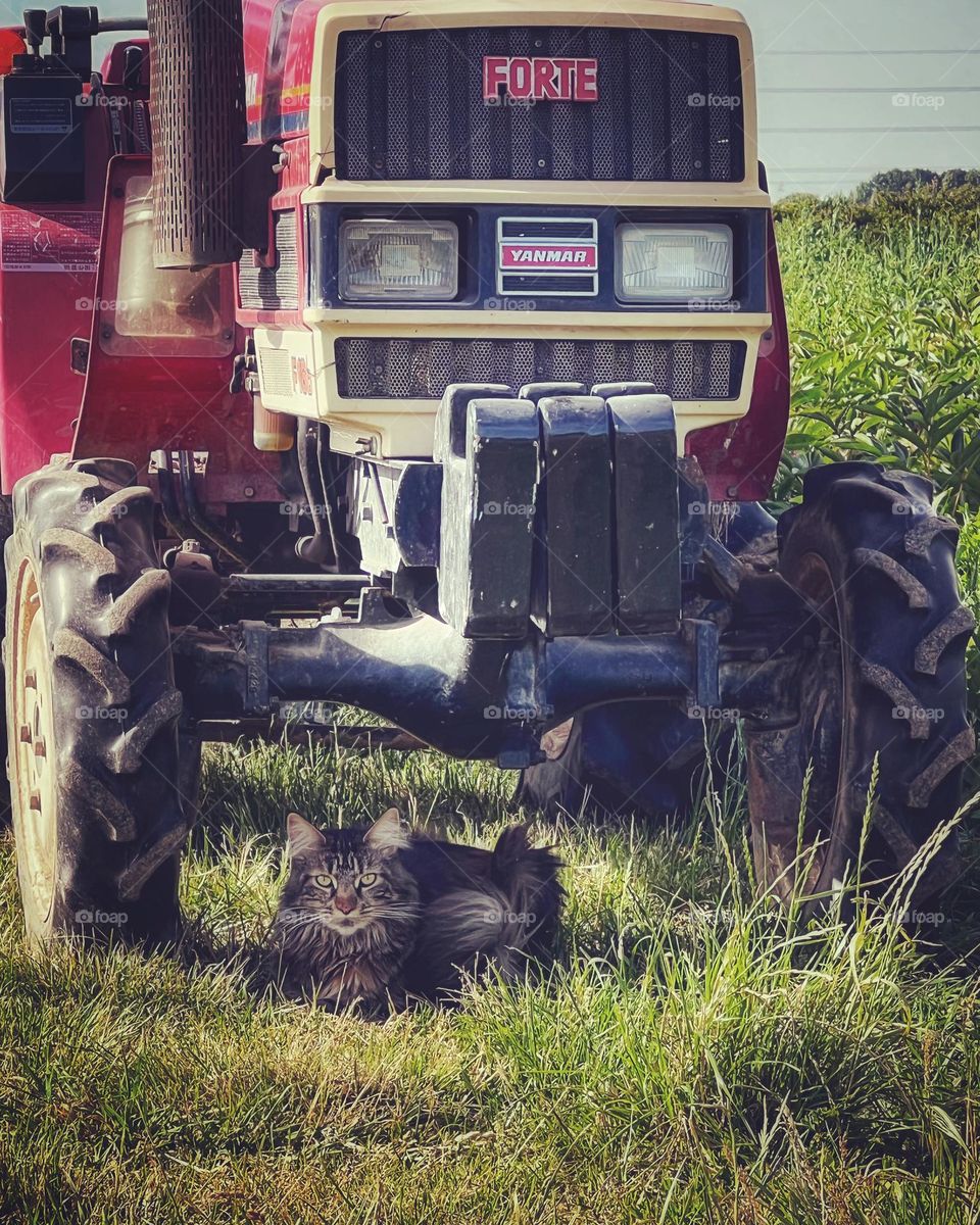 Cat under the tractor