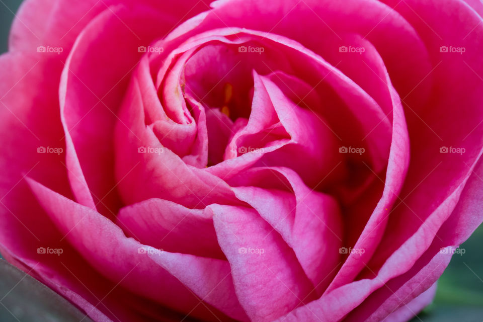 Pink - dreamy image of Camellia flower close up macro