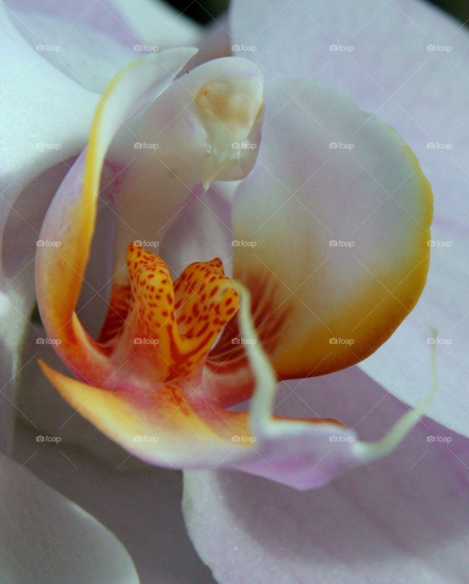 Orchid at Crohn conservatory in Cincinnati, oh