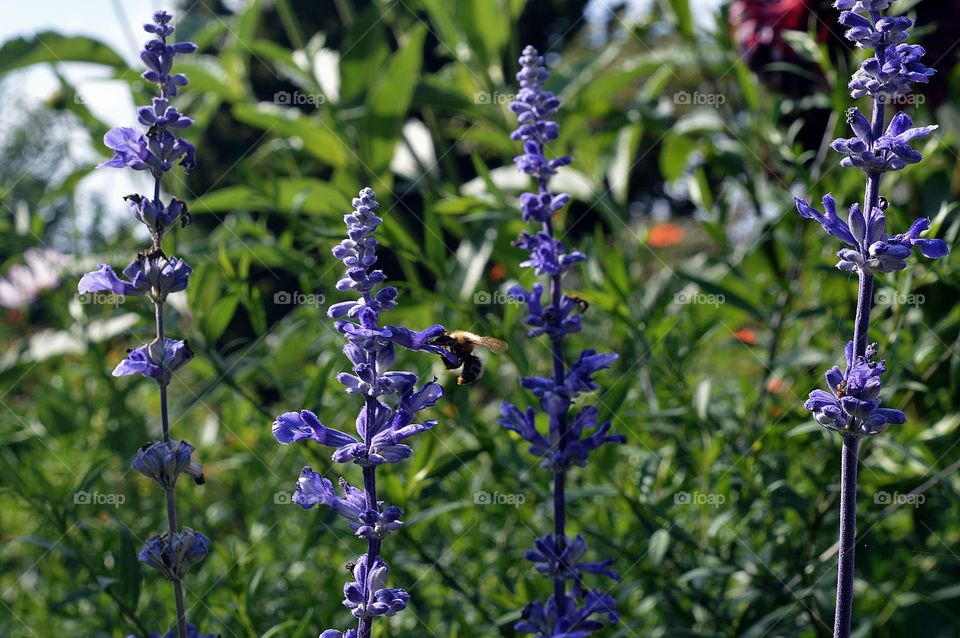 A las abejas les gustan las lavandas 