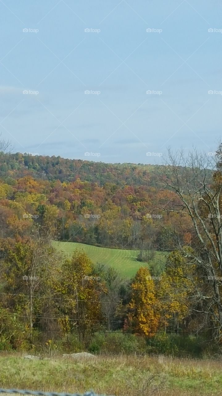 Fall, Tree, Landscape, Nature, Wood