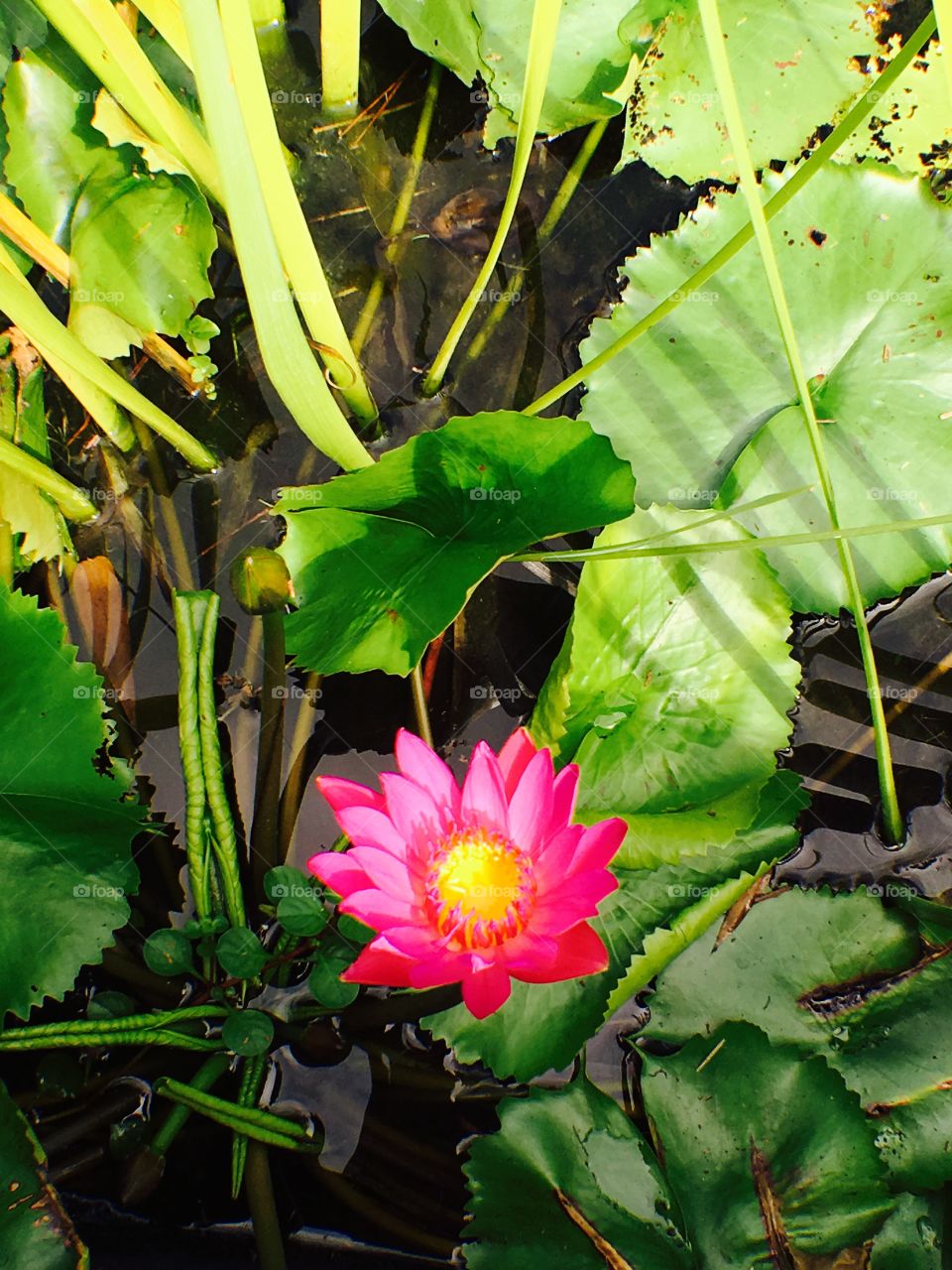 Lotus flower, green