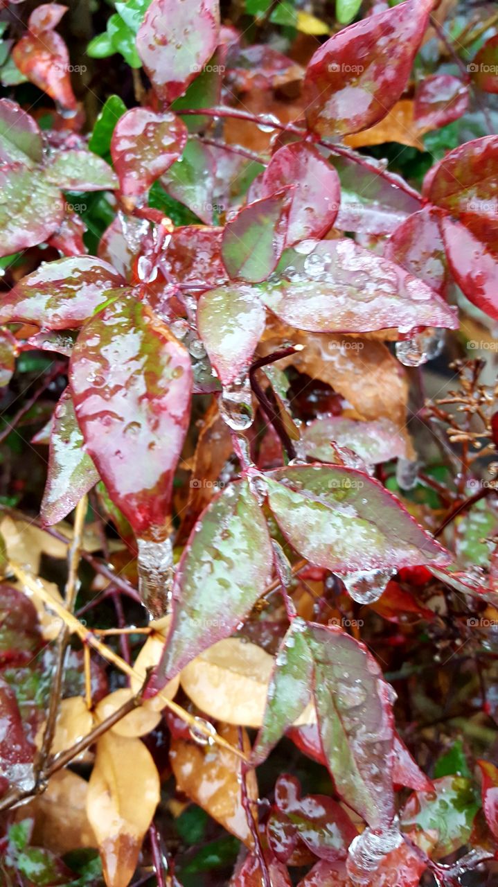 Frozen water droplets gathering on bright colored leaves makes this an elegant sight.