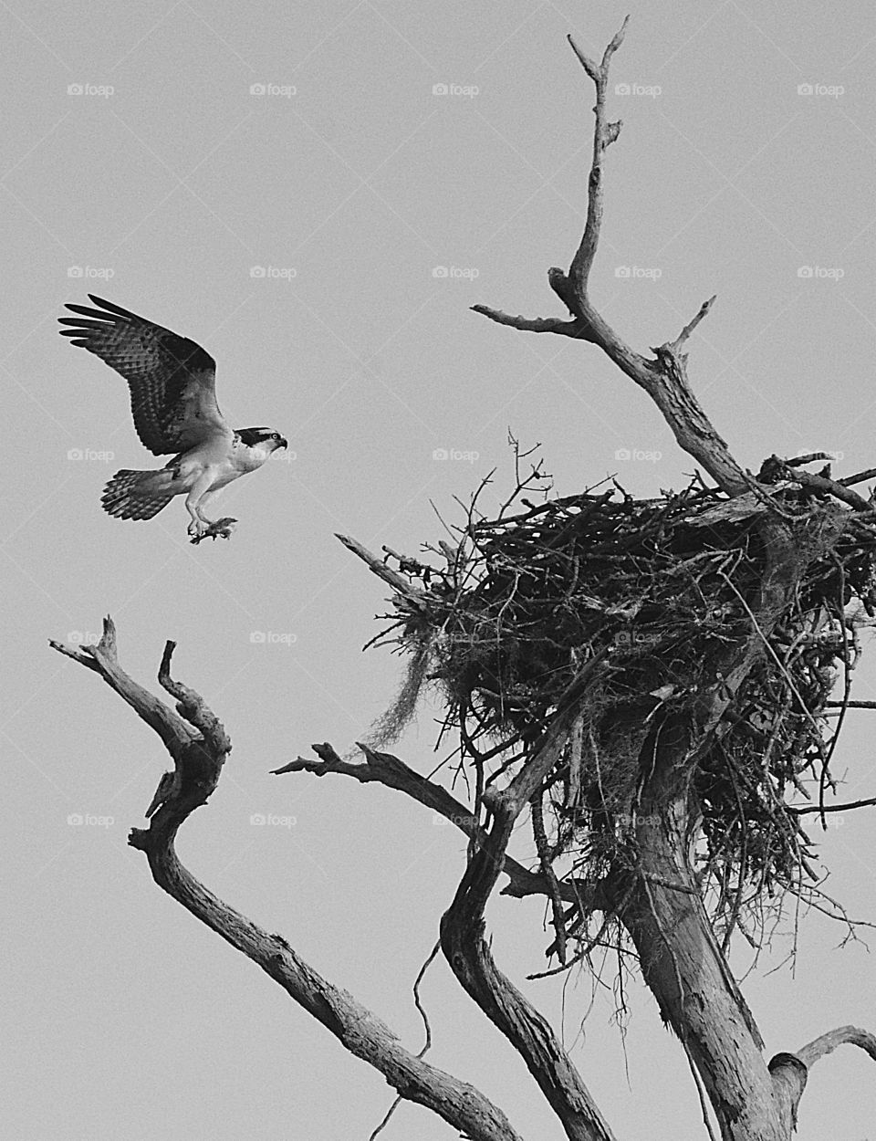 Color vs Black and White by Foap Missions - An Osprey flies to his nest with more building material, high above the tree