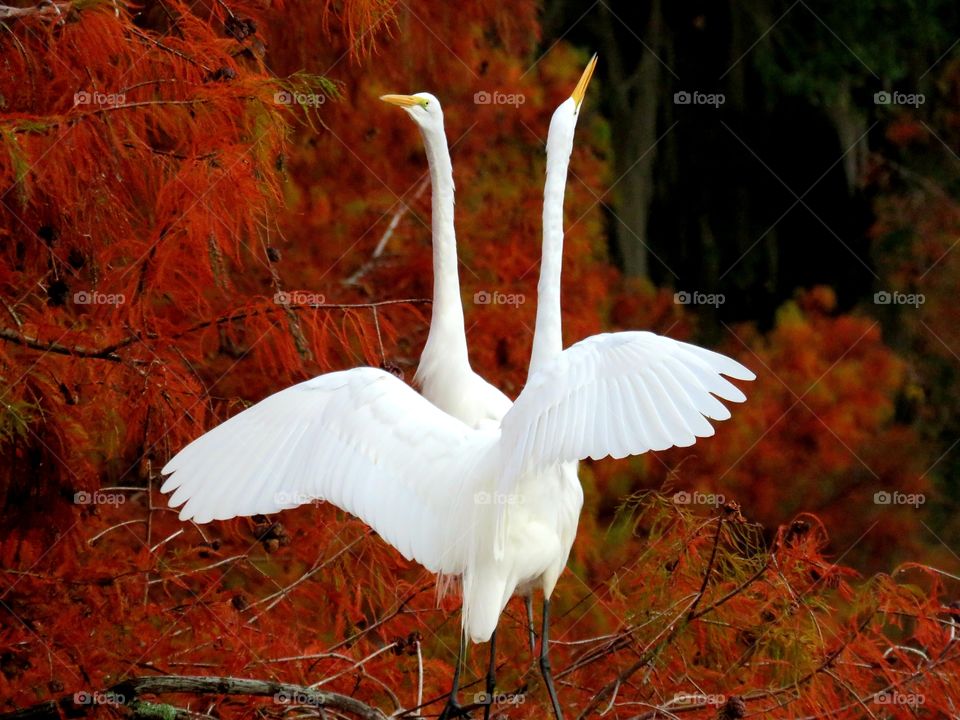 Dueling Egrets coming in for the night