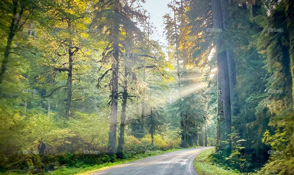 Morning light steaming through country road
