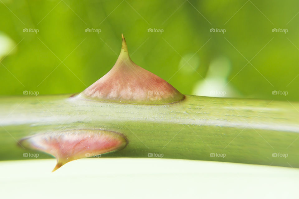 Macro shot of rose thorns
