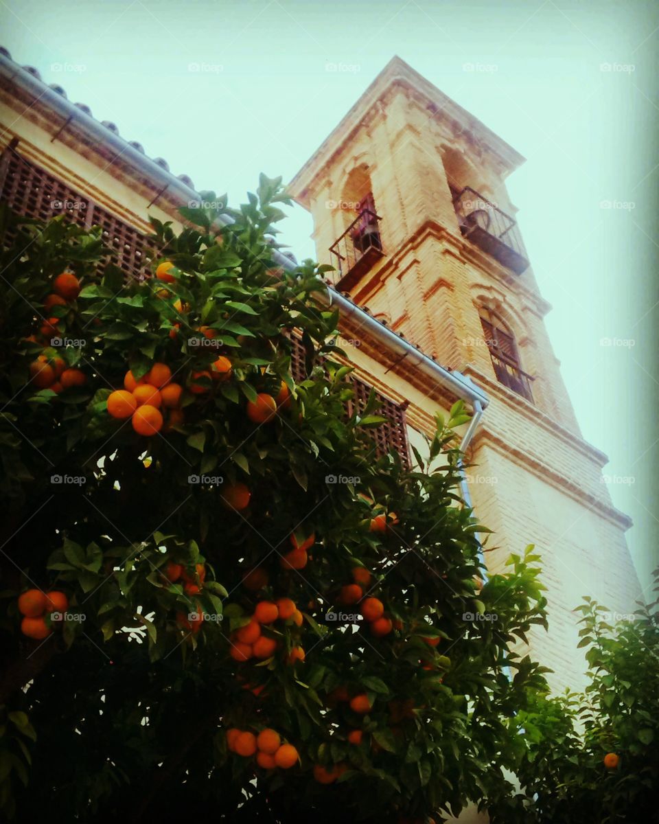 Orange tree in the main square, Antequera, Spain