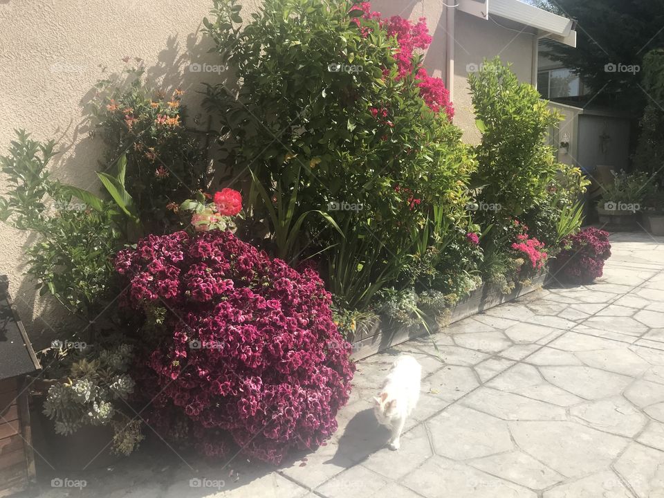 Cat in garden with purple flowers 