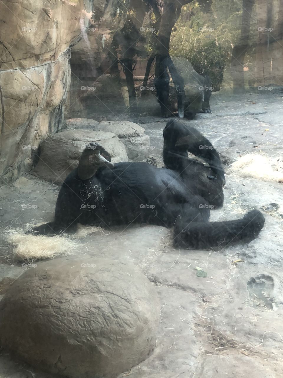Gorilla 