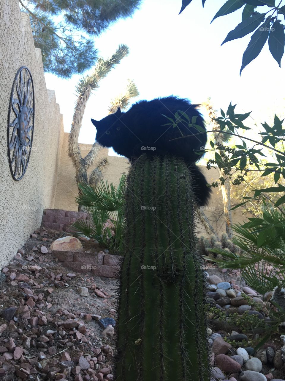Cactus cat