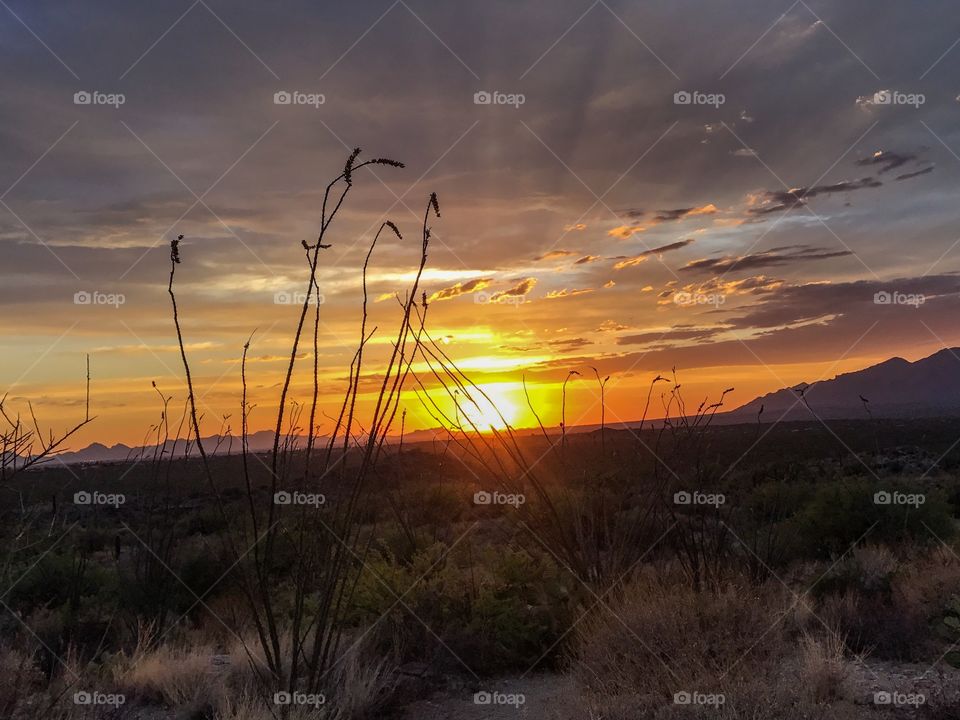 Desert Landscape - Sunset 