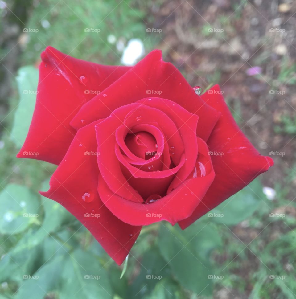 Curtindo a beleza das flores! Hoje, com nossa rosa-estrela ainda gotejada pela chuva. Viva a natureza! / Enjoying the beauty of flowers!  Today, with our star rose still dripped by the rain. Cheer the nature!