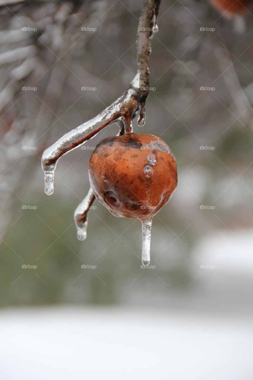 Frozen wild apple