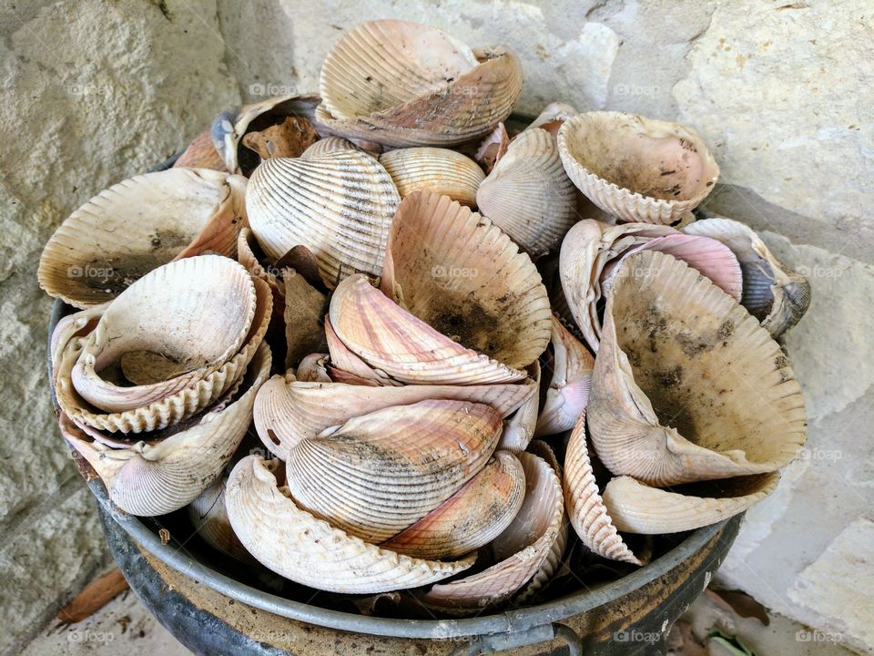 A bucket of seashells