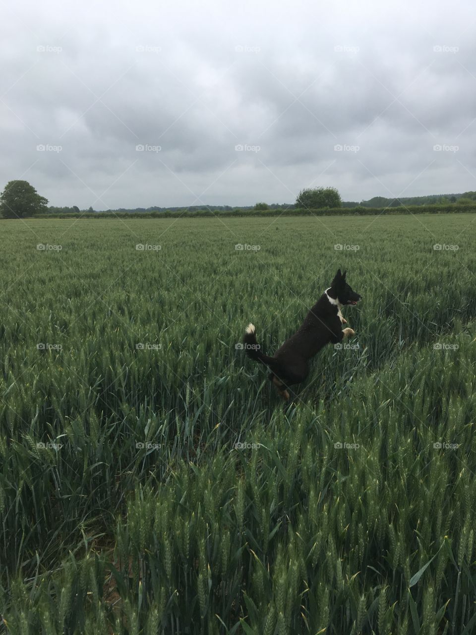 Young collie leaping through a crop of English wheat 