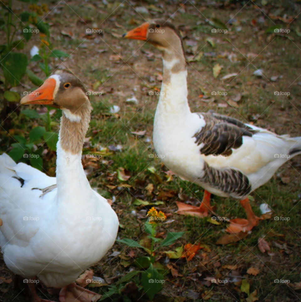 Two white geese with brown and black colors on their heads and back and orange beaks and feet.