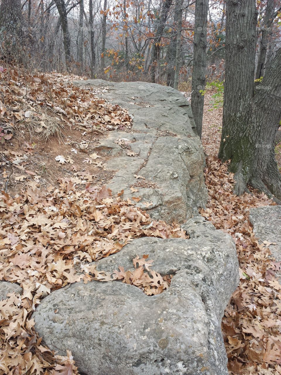 Monkey Mountain Views