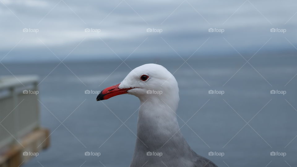 Seagull with red beak
