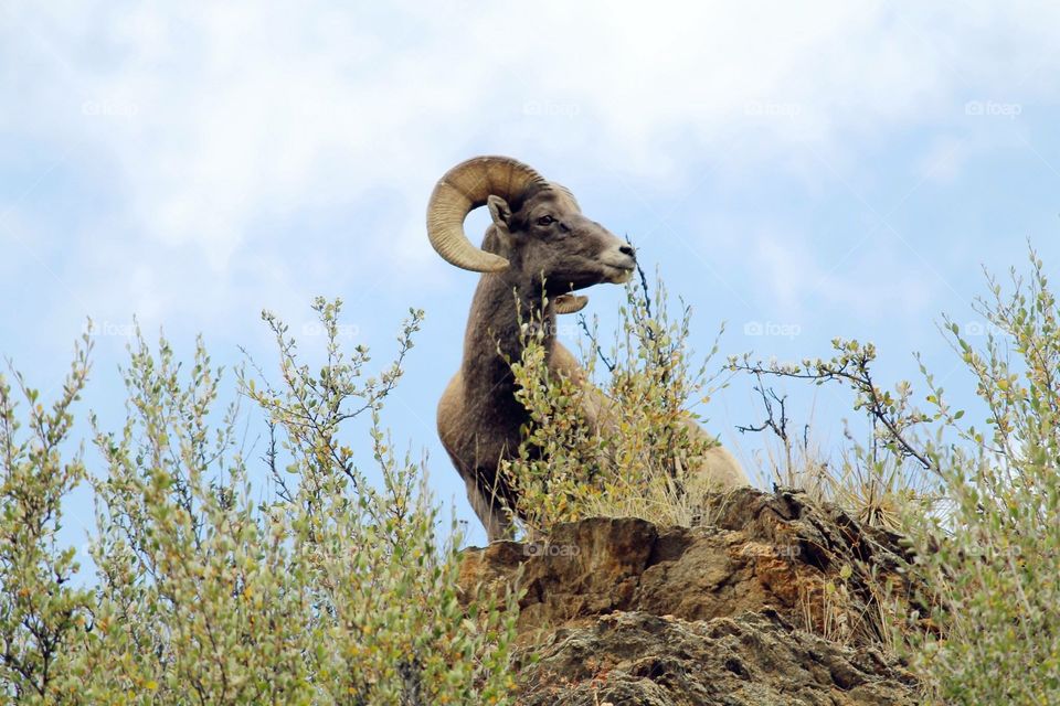 Big horn sheep. Photos of a big horn sheep out on a ridge