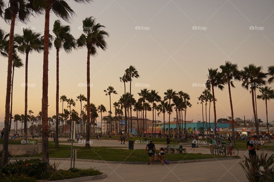 venice beach at sunset