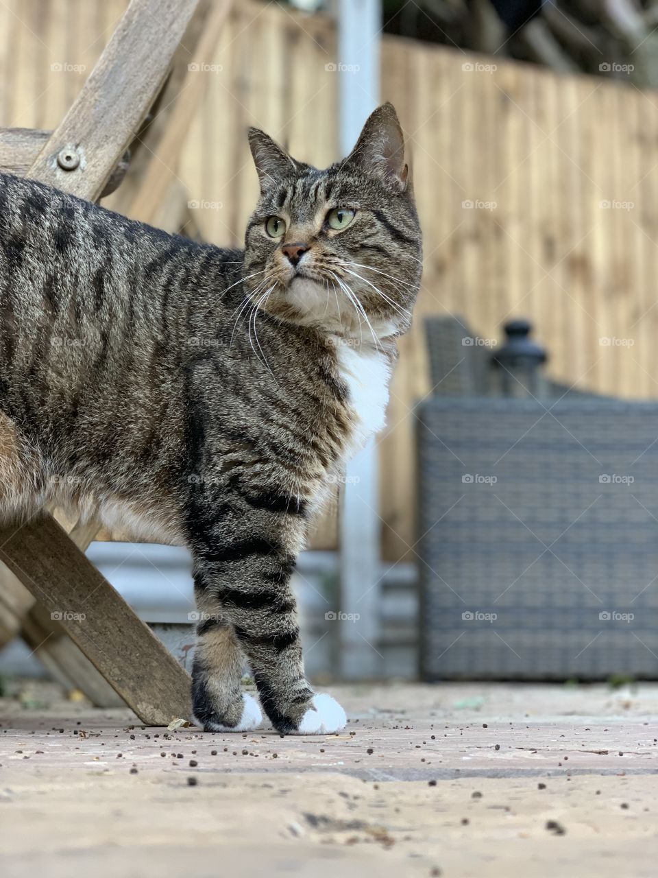 Cute cat taking a lovely summer stroll