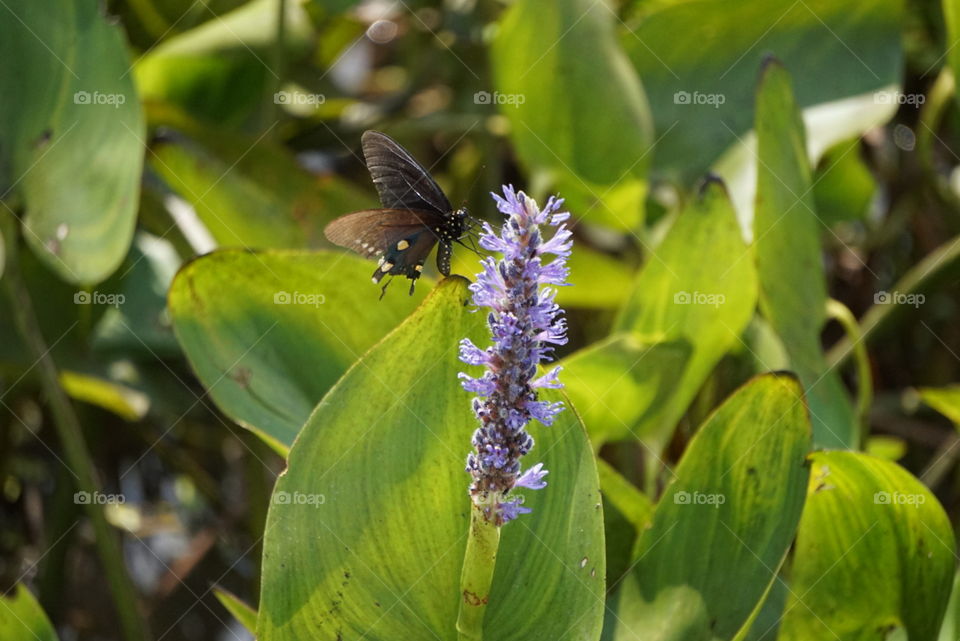 Nature, Insect, Butterfly, Summer, Flower