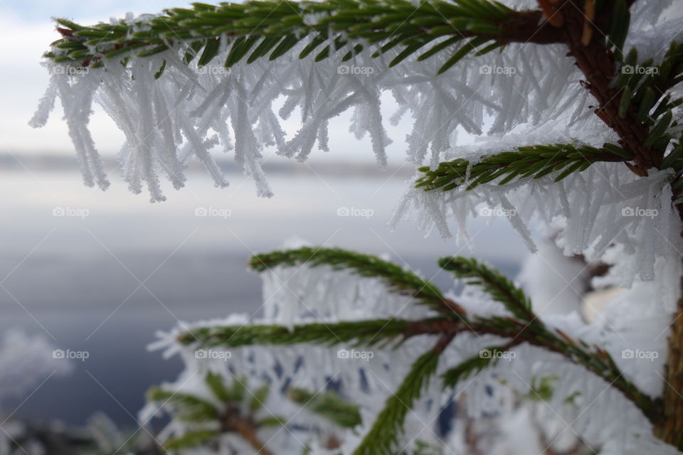 Snowy branches