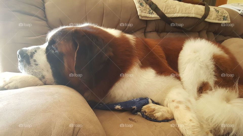 st. bernard