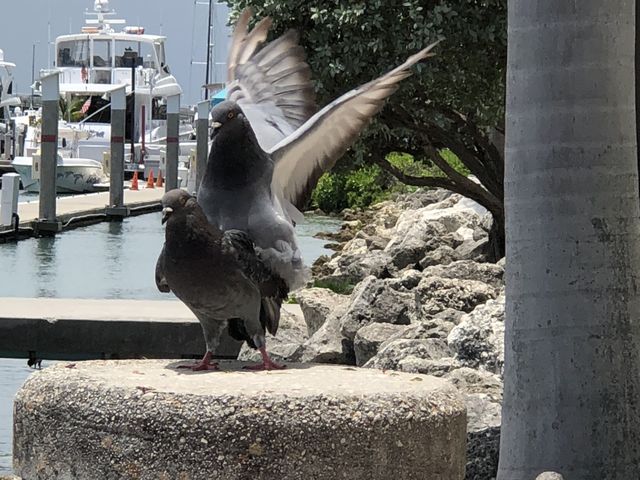 Pigeon Love