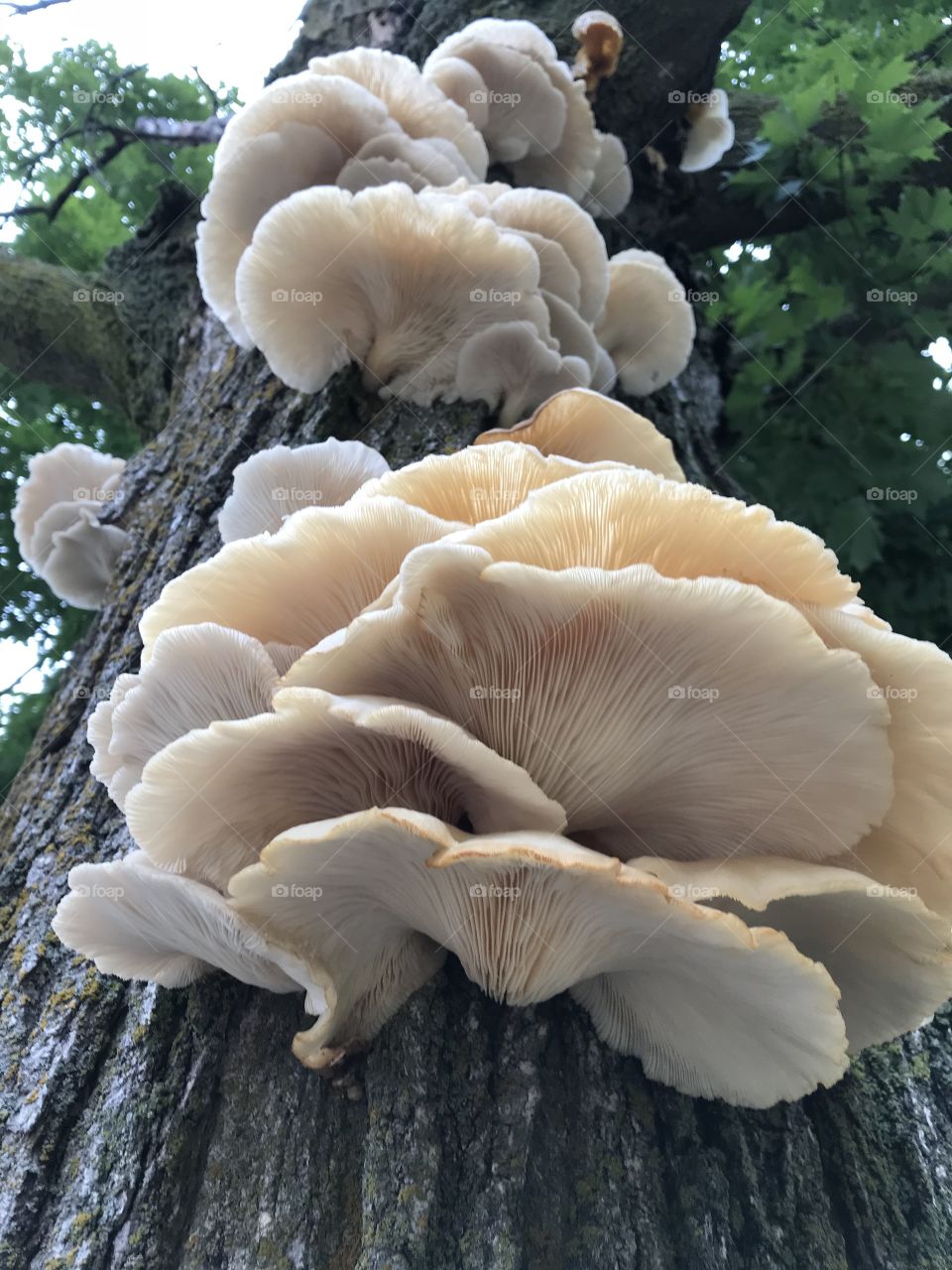 Tree fungi 