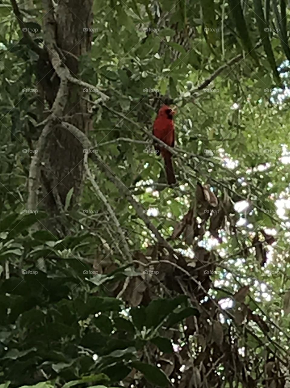 Tree with intricate patterns and Cardinal perching on branch 